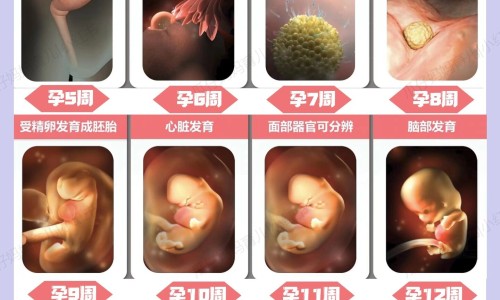 多吃哪些食物可以长高网 - 吃哪些可以长高身体,多吃哪些食物可以长高个子